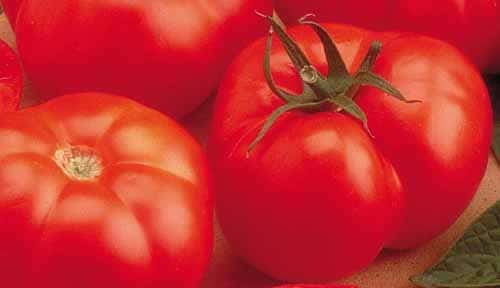 beefmaster beefsteak tomato