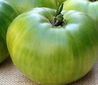 green giant tomato
